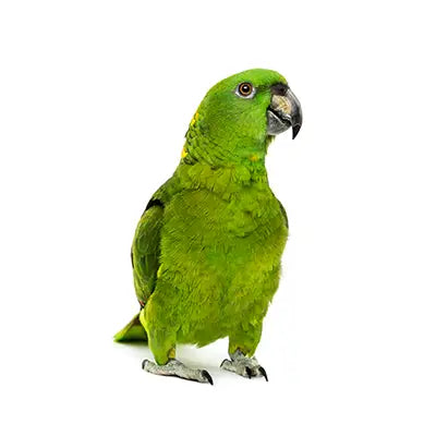 Pet Bird on white