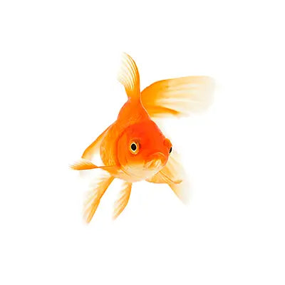 Goldfish on white