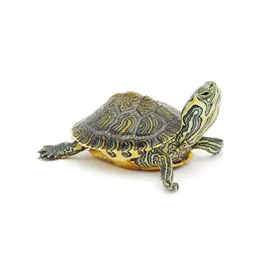 Turtle on white
