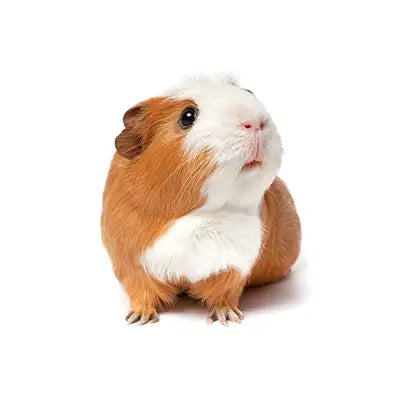 Guinea pig on white