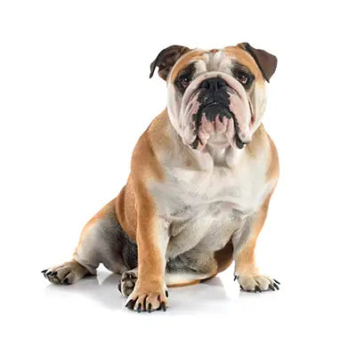 Bulldog on white