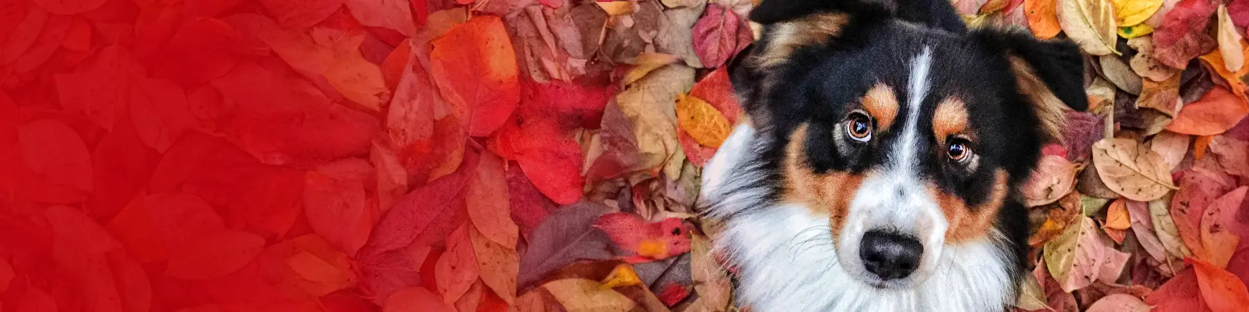 Dog surrounded by autumn leaves with a red and orange background