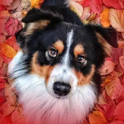 Dog sitting on a bed of colorful autumn leaves