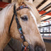 Circle Y Desert Flower Browband Headstall, Full - Chocolate Brown Full 