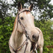 Circle Y Dogwood Desert Browband Headstall, Full - Vintage Brown Full 