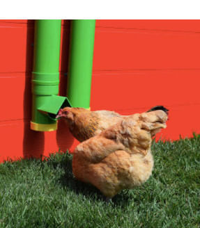 High End Hen Poultry Feeder -   