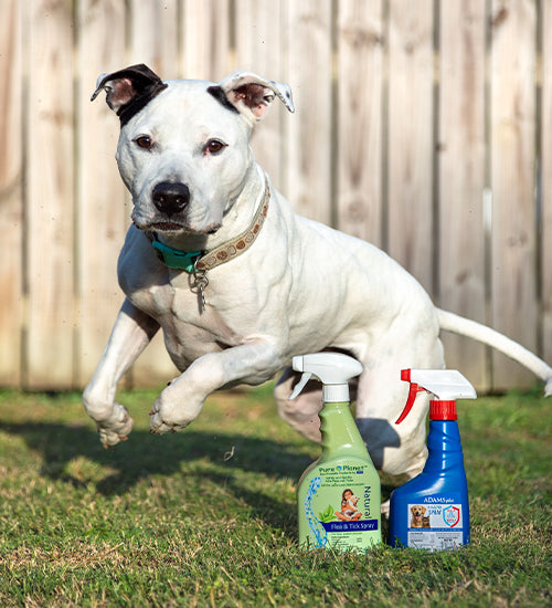 Dog Supplies & Premium Dog Products — Jeffers