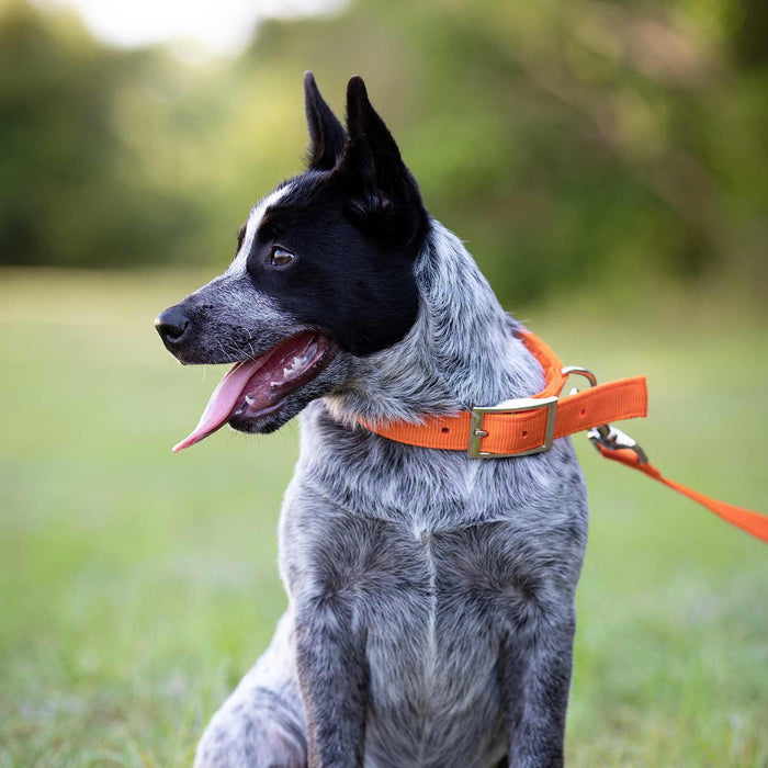 1"W Jeffers Nylon Dog Collar, 18"L - Pumpkin  