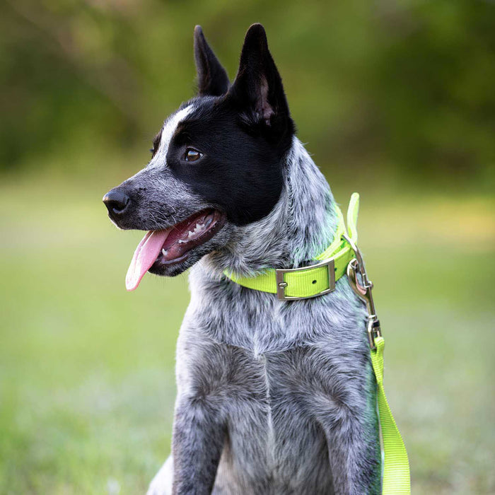 1"W Jeffers Nylon Dog Collar, 18"L - Neon Yellow  