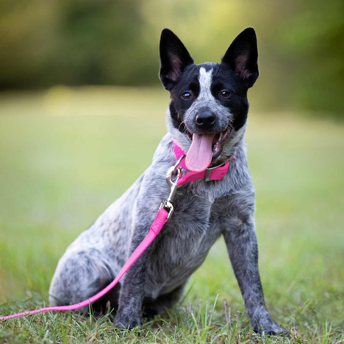 1"W Jeffers Dog Collars, 20"L - Berry  