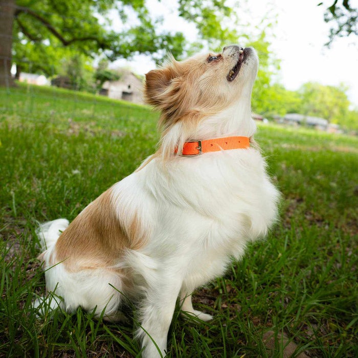 5/8"W Jeffers Nylon Dog Collar, 10"L - Pumpkin  