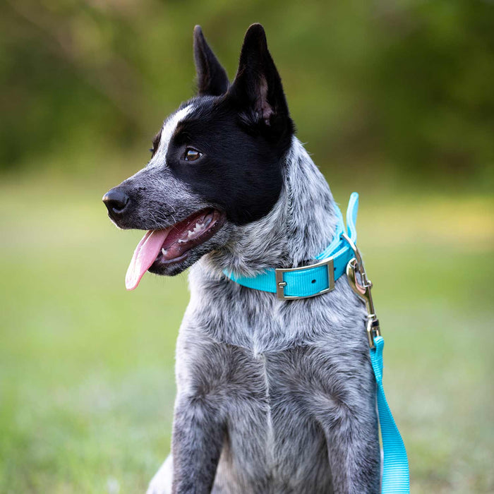 1"W Jeffers Nylon Dog Collar, 18"L - Turquoise  