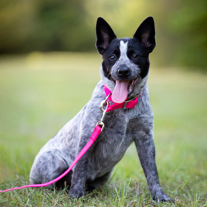 1"W Jeffers Dog Collars, 20"L - Hot Pink  