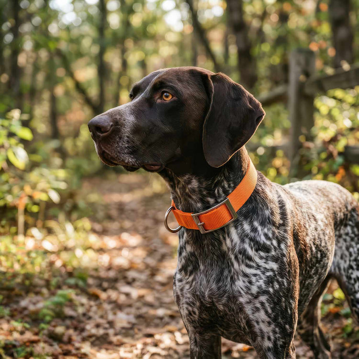 Jeffers Adjustable Nylon Dog Collar, 1"W x 14"-24"L