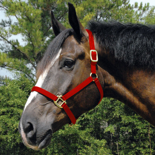 Arabian Horse Halter, Full Size - Red  