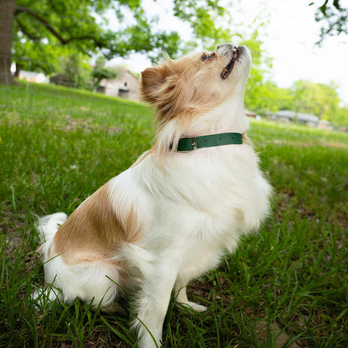 5/8"W Jeffers Nylon Dog Collar, 10"L - Dark Green  