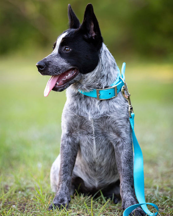 5/8" Nylon Dog Leash, 4' L - Turquoise  