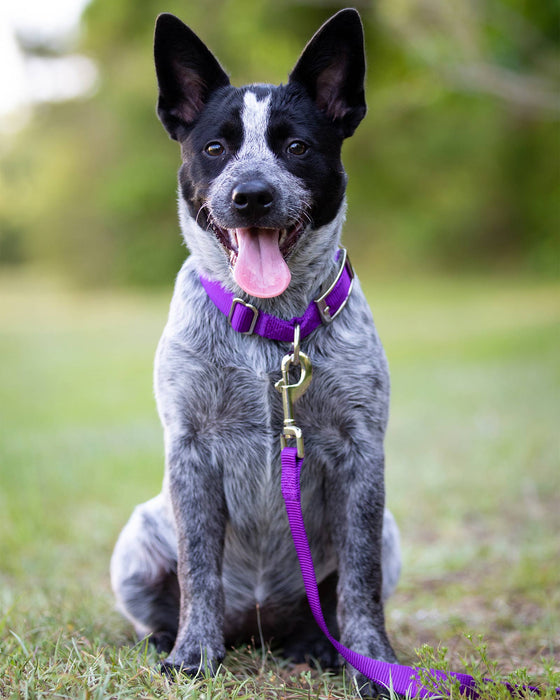 5/8" Nylon Dog Leash, 4' L - Purple  