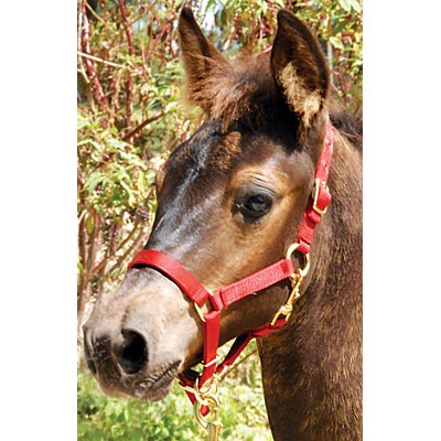 3/4" Adjustable Nylon Miniature Halter - Red  