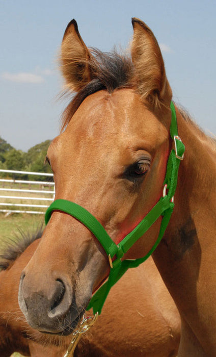 Jeffers Pony Halter, under 300 lb - Green  