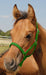 Jeffers Pony Halter, under 300 lb - Green  