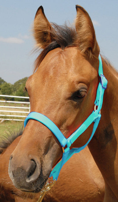 Jeffers Pony Halter, under 300 lb - Turquoise  