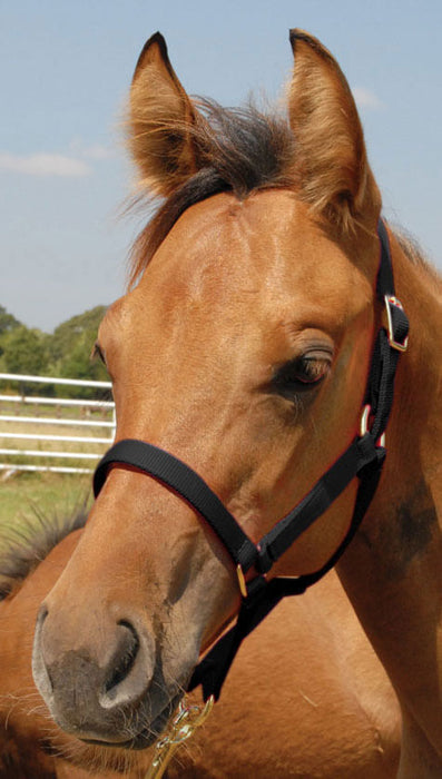 Jeffers Pony Halter, under 300 lb - Black  