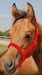 Jeffers Pony Halter, under 300 lb - Red  