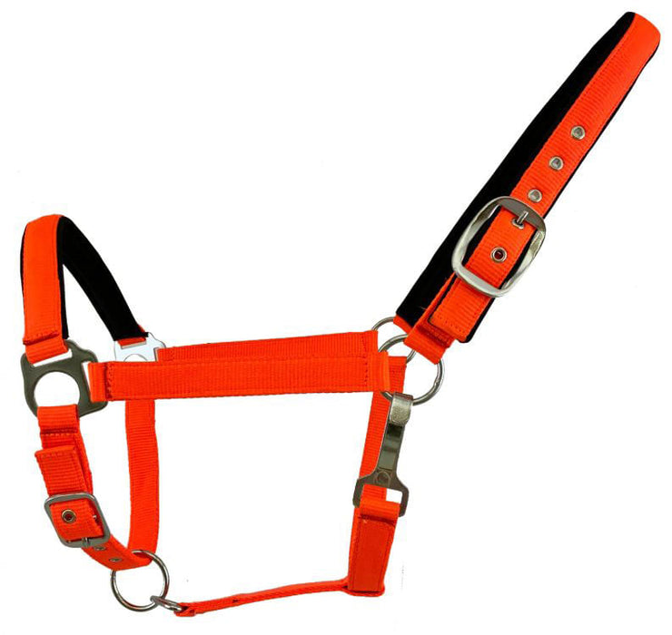 Showman Fluorescent Halters, Full - Orange  