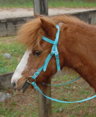 Triple E Miniature Nylon Headstall with Bit & Reins - Purple  