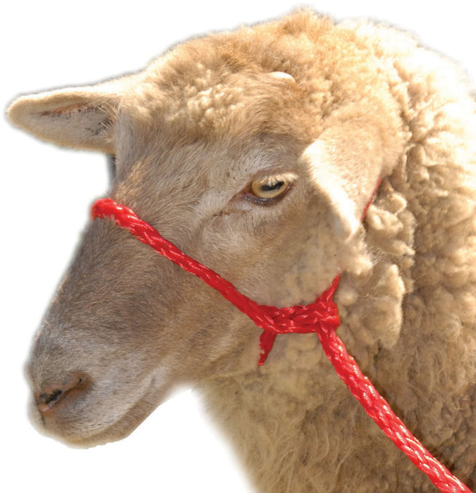 Troyer's Braided Poly Sheep Halter - Red  