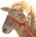 Troyer's Braided Poly Sheep Halter - Red  