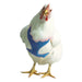 Chicken Harness, X-Small/Pullet - Blue  