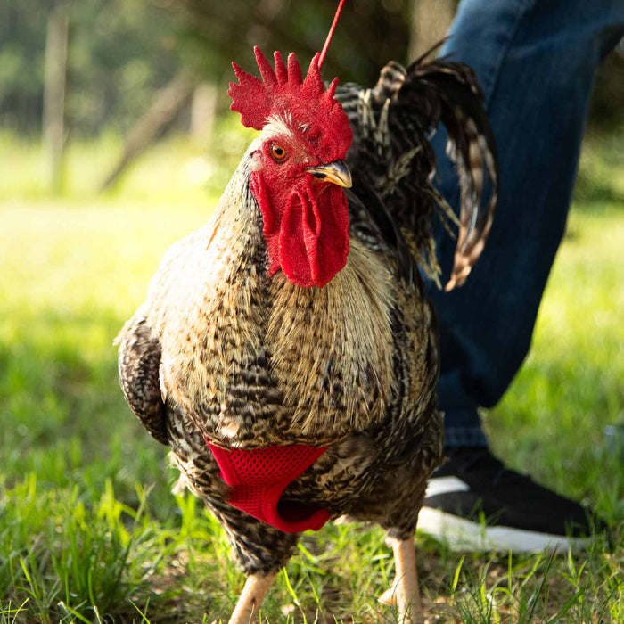 Chicken Harness, Medium/Rooster - Hot Pink  