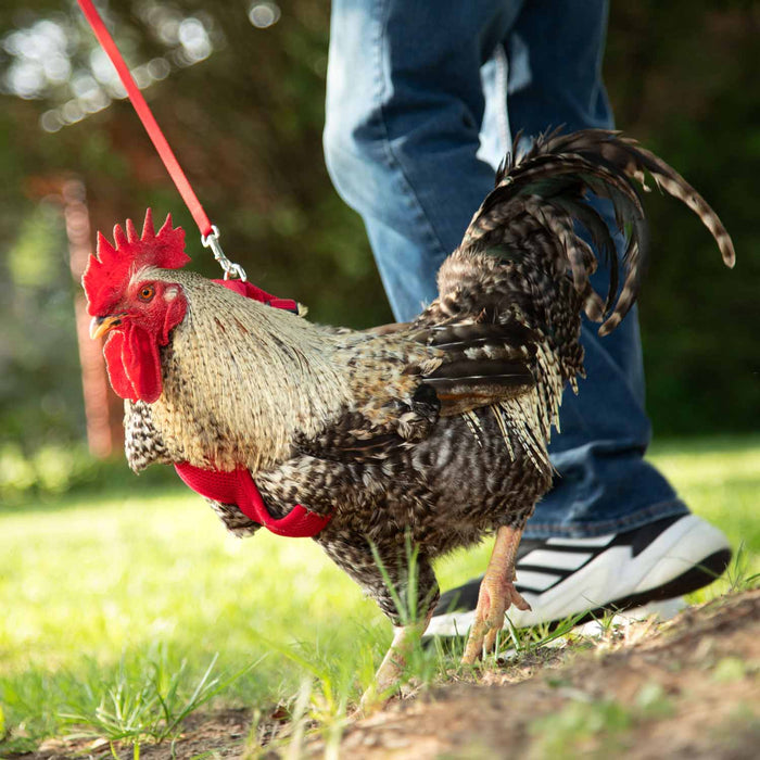 Chicken Harness, Medium/Rooster - Red  