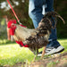 Chicken Harness, Medium/Rooster - Red  