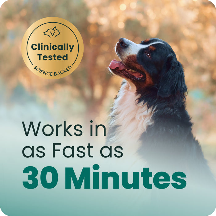 VetriScience Composure Long Lasting Calm & Confident Clinically Tested Chicken Flavored Chews with Ashwagandha, Calming & Anxiety Supplement for Dogs, 90 count Flavor Chicken