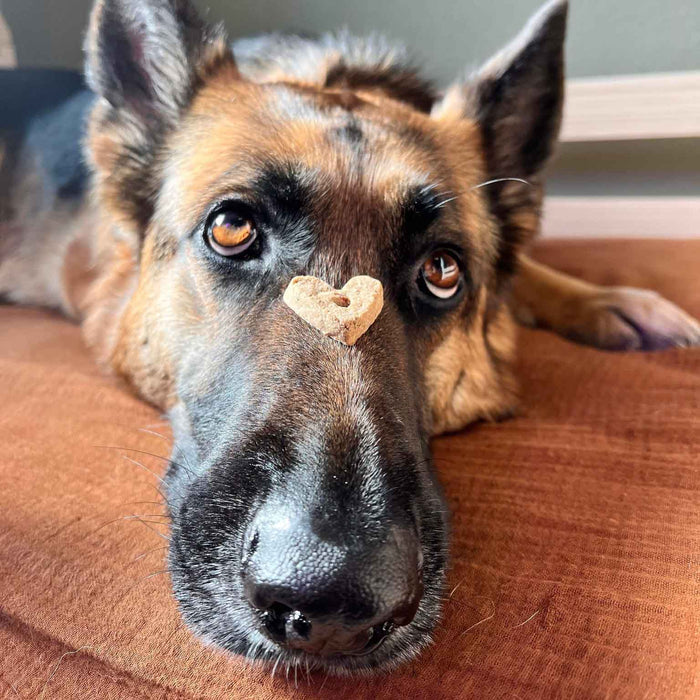 Wonder Bark Everyday All Natural Grain-Free Dog Treats