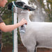 Sheep and Goat Conditioning Spray 12.5 oz -   