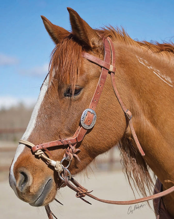 Justin Dunn Side Pull/Bitless Bridle -   