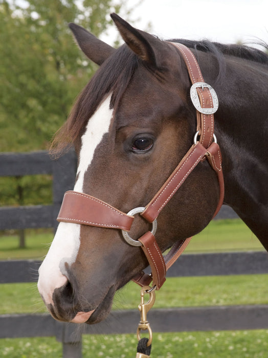 Weaver Leather Stacy Westfall Bronc Halter, Sunset Harness - Large  