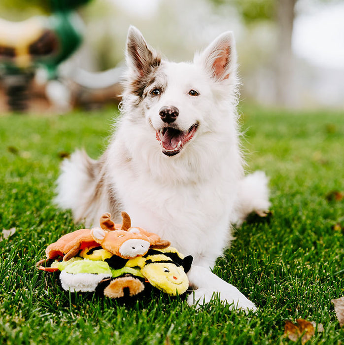 Squeakie Crawler Dog Toy - Squeakie Crawler, Toby the Tree Frog  