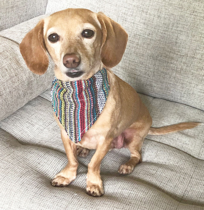 Walking Palm Dog Bandana - Bohemian  