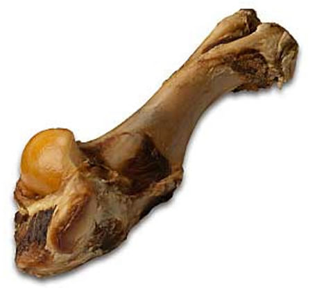 12-13" Pure Buffalo Shoulder Bone - 12-13" Water Buffalo 