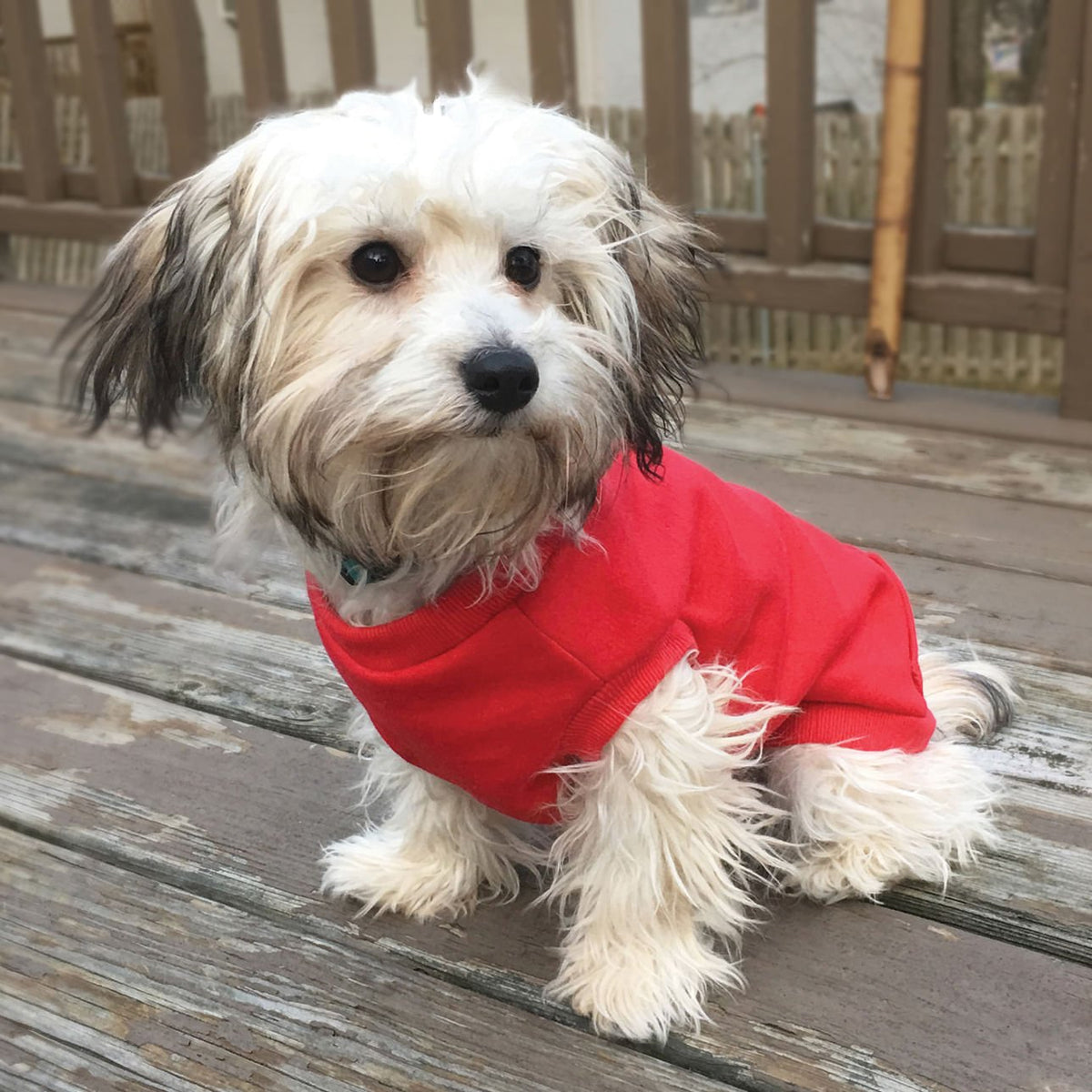 Activewear Sweatshirt for Dogs — Jeffers