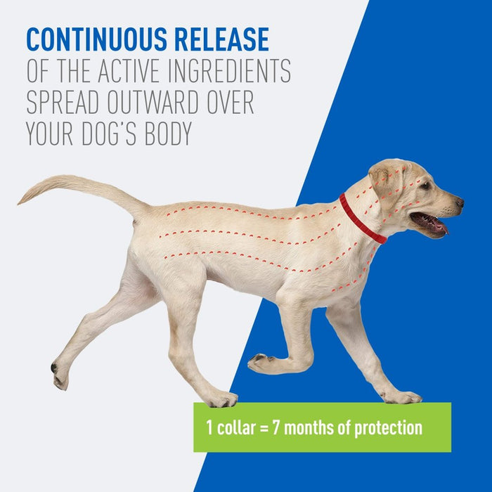 ADAMS Flea & Tick Control Collar for Dogs, 7 - Month Protection, Adjustable One Size Collar Fits All - FAAAH - One Size Fits All - 1 ct - 5