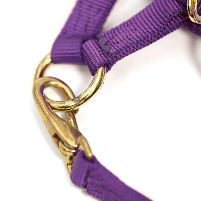 Adjustable Miniature Horse Halter with Throat Snap - 3/4" Nylon - MBSK - Purple / Wine - Miniature Horse - 1 - 2