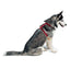 Adjustable Nylon Harness, 1' W x 22' - 38' - Jeffers - Dog Supplies > Dog Apparel > Dog Collars, Harnesses, & Leashes