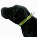 Adjustable Reflective Dog Collar, Assorted Colors, 15' - 18.9' - Jeffers - Dog Supplies > Dog Apparel > Dog Collars, Harnesses, & Leashes