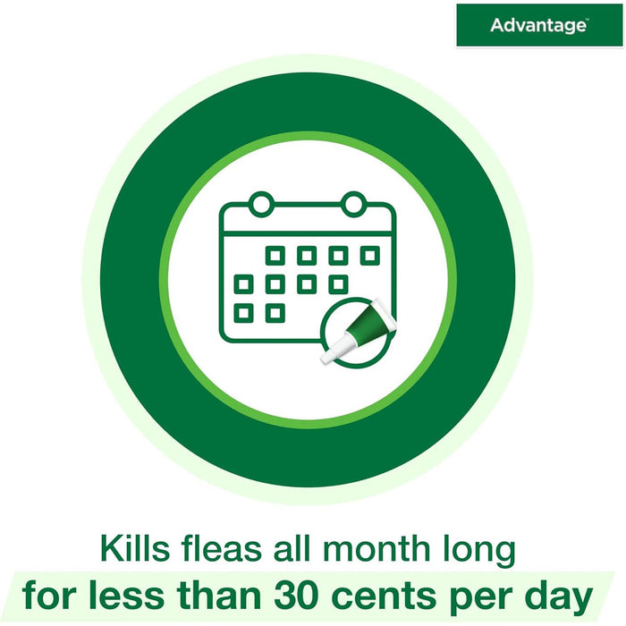 Advantage Topical Flea Protection for Cats, 2 pk - E84B - Large Cats (Over 9 lbs) - 2 pk (2 Monthly Doses) - 6